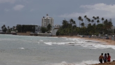 Declaran emergencia ambiental en Puerto Rico por especie invasora que afecta los corales
