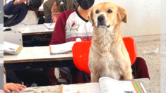 Perrito se cuela en la escuela y toma clases de matemáticas: «Puso mucha atención»