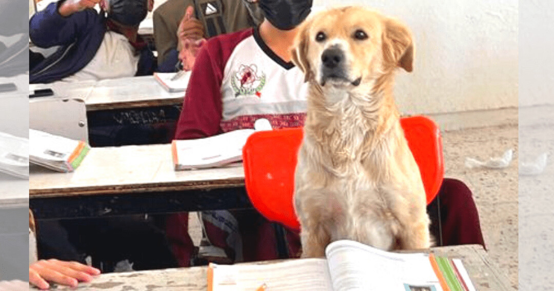 Perrito se cuela en la escuela y toma clases de matemáticas: «Puso mucha atención»