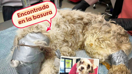 Estremecedor rescate de perrito arrojado a la basura con la cabeza encintada: su dueña lo buscaba