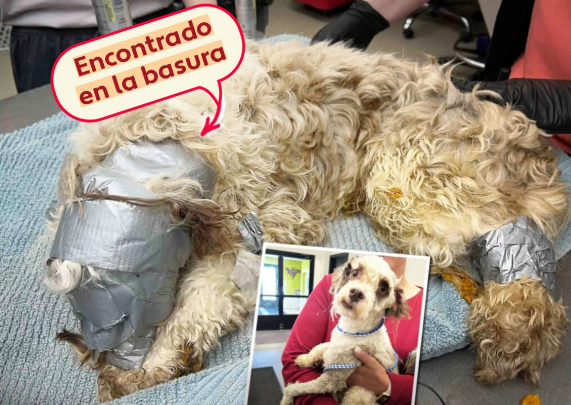 Estremecedor rescate de perrito arrojado a la basura con la cabeza encintada: su dueña lo buscaba