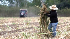 Empresa afronta multa por trabajador mexicano que murió de calor en campo azucarero en Florida