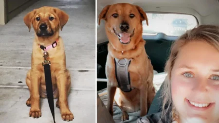 Después de 3 años y 1200 millas perrito vuelve con su amada familia: «Nunca nos dimos por vencidos»