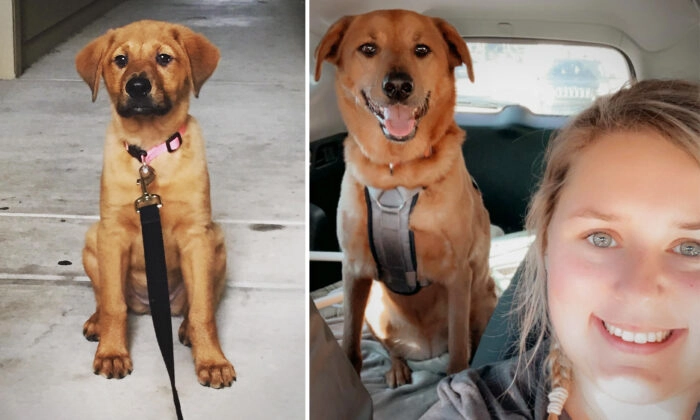 Después de 3 años y 1200 millas perrito vuelve con su amada familia: «Nunca nos dimos por vencidos»