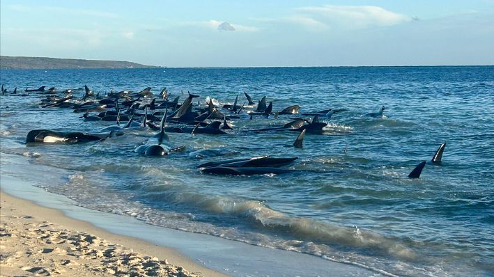 Esta imagen facilitada por el Departamento de Biodiversidad, Conservación y Atracciones, muestra una manada de ballenas piloto varadas en una playa de Toby's Inlet en Australia Occidental, el jueves 25 de abril de 2024. (Departamento de Biodiversidad, Conservación y Atracciones vía AP)