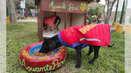 Jóvenes de Perú construyen camas y comederos para que los perros callejeros no sufran el abandono