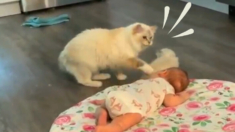 Mamá gata presenta su bebé a la pequeña de la casa: «Es la cosa más dulce del mundo»
