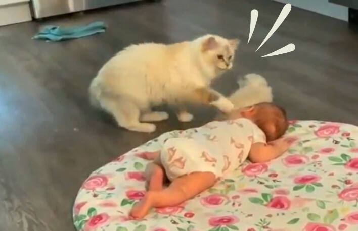 Mamá gata presenta su bebé a la pequeña de la casa: «Es la cosa más dulce del mundo»