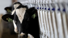 El 20% de muestras de leche al por menor dan positivo a gripe aviar, según la FDA