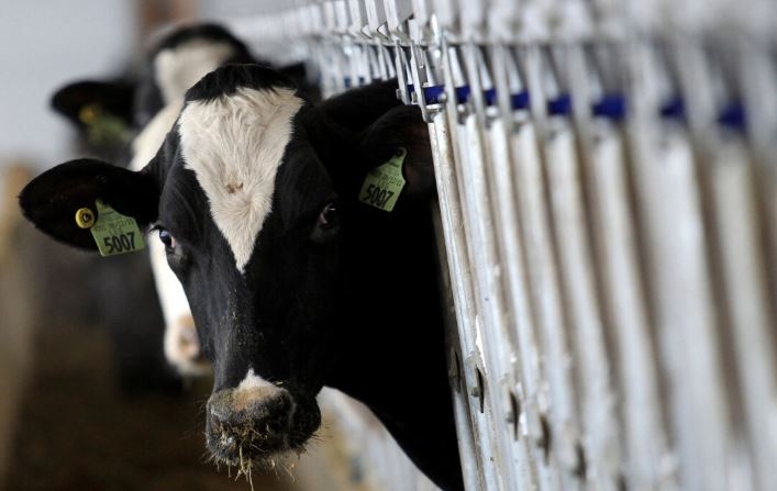 Una vaca lechera en una granja lechera de Ohio, el 12 de diciembre de 2014. (Aaron Josefczuk/Reuters)