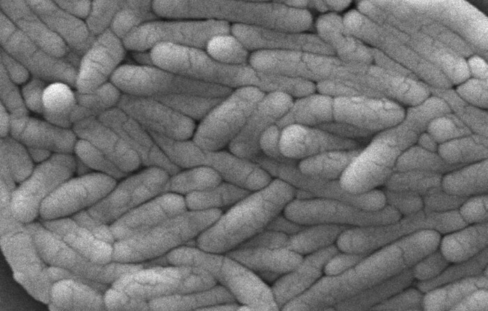 Un gran grupo de bacterias Gram-negativas Salmonella typhimurium que fueron aisladas de un cultivo puro en 2009. (Janice Haney Carr/CDC vía AP)