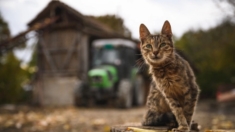 Gatos mueren tras beber leche cruda de vacas con gripe aviar