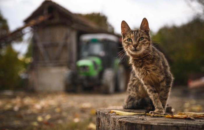 Un gato en una granja en una imagen de archivo. (Andrej Isakovic/AFP vía Getty Images)