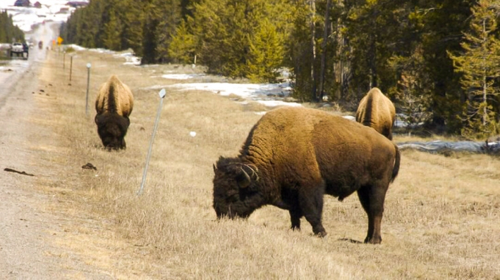 Bisontes pastan a lo largo de una carretera estatal cerca de West Yellowstone, Montana, el 20 de abril de 2014. (Matthew Brown/AP)
