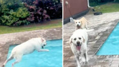 Perrito con cáncer ama tirarse a la piscina y nadie lo puede sacar: «queremos que viva la vida»