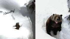 Espectacular vídeo capta a un oso de 22 años saliendo de su hibernación y tomando sol en la nieve