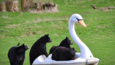Captan osos jugando a bordo de un cisne a pedales en un parque safari de Inglaterra
