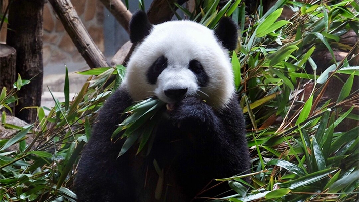 La alcaldesa Breed ha abogado por albergar un panda gigante en el zoo de San Francisco. Arriba, un panda gigante en los Santuarios del Panda Gigante de Sichuan, China, el 17 de julio de 2017. (Sophie Li/The Epoch Times)
