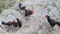 Perrito pacifista separa una pelea de gallos y es demasiado tierno el chiquitín: VIDEO