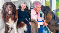 Perro terranova se enamora de su abuela de 94 años y la espera en el porche todos los días: VIDEO