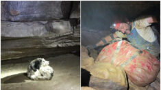 Desesperante rescate de una perrita atrapada 2 meses en una cueva a 150 metros bajo tierra