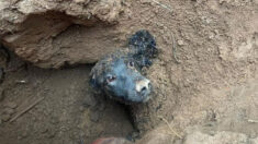 Perrito resiste 60 horas bajo tierra atrapado en una madriguera de tejones: «Lloré al ver su carita»