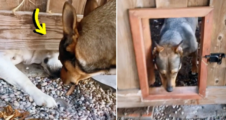 Amistad sin barreras: Vecinos instalan puerta para sus cachorros que se volvieron inseparables