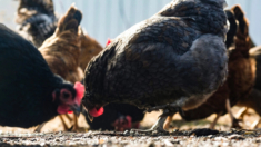 Michigan emite medida de emergencia para combatir la gripe aviar