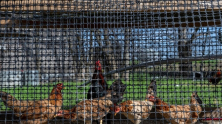 Autoridades desconocen qué granja emplea a la persona que dio positivo en gripe aviar