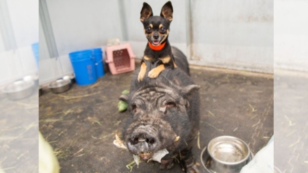 Chihuahua y jabalí se niegan a separarse: «son como Timón y Pumba»