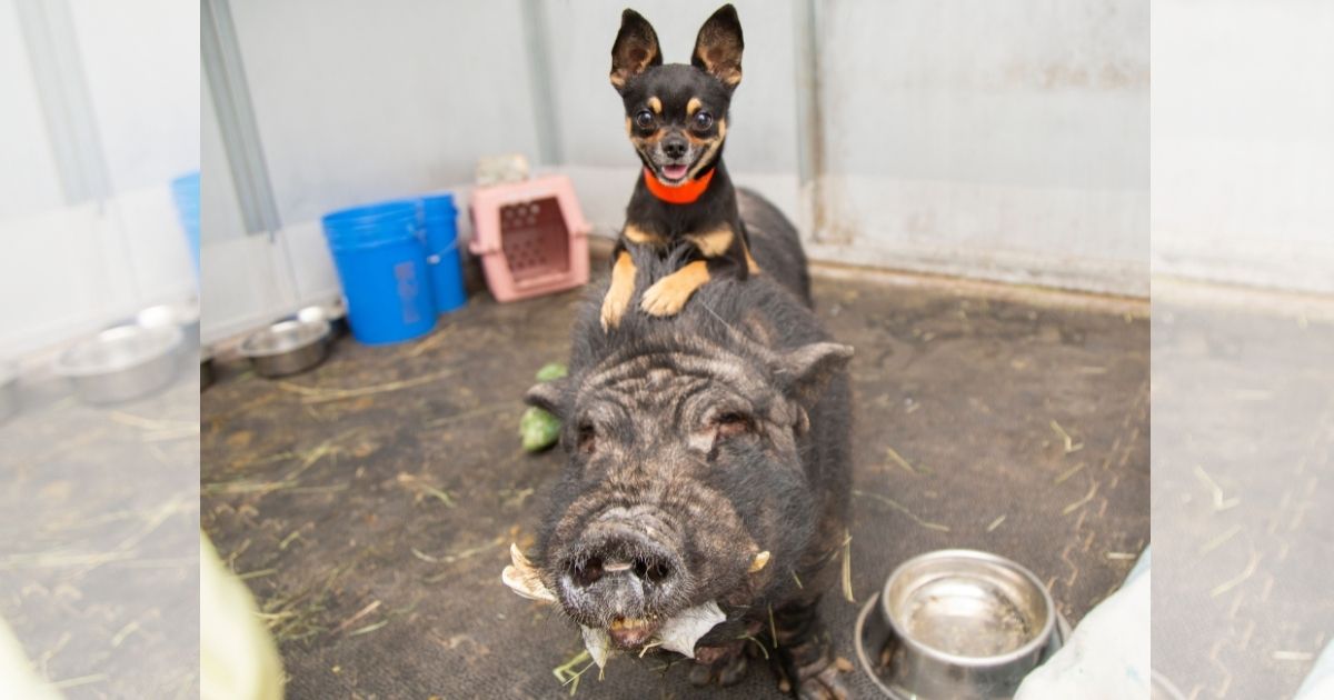 Chihuahua y jabalí se niegan a separarse: «son como Timón y Pumba»