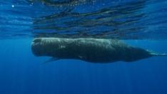 ¿El lenguaje de las ballenas podría tener un «alfabeto»? Esto dicen los científicos
