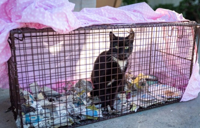 Hallan 200 gatos, 46 de ellos muertos, en una casa de California