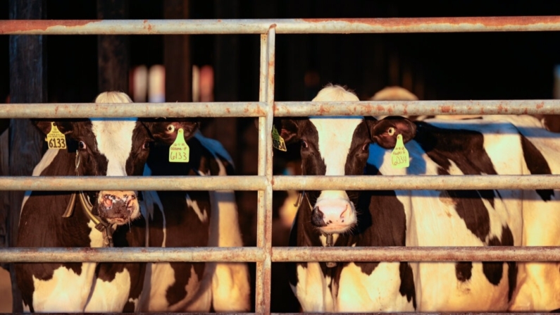 Vacas lecheras en una granja en Maine el 1 de abril de 2024. (Robert F. Bukaty/Foto AP)