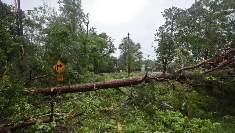 Un enorme árbol en Old St. Augustine Road descansa sobre cables eléctricos caídos en Tallahassee, Florida, el 10 de mayo de 2024. (Phil Sears/Foto AP)