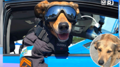 Perrito callejero se convierte en el oficial perruno más adorable de Brasil