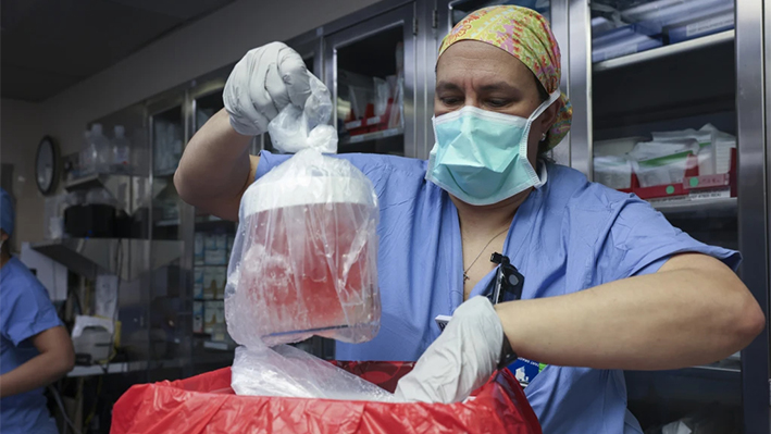 ARCHIVO - Melissa Mattola-Kiatos, RN, especialista en prácticas de enfermería, saca el riñón de cerdo de su caja para prepararlo para el trasplante en el Hospital General de Massachusetts, el 16 de marzo de 2024, en Boston. Richard "Rick" Slayman, el primer receptor de un trasplante de riñón de cerdo modificado genéticamente, ha fallecido casi dos meses después de someterse a la intervención, según informaron el sábado 11 de mayo su familia y el hospital que llevó a cabo la operación (Hospital General de Massachusetts vía AP, Archivo).