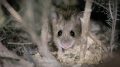 Roedor casi extinto es reintroducido con éxito en un parque de Australia