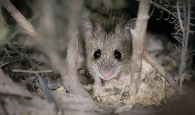Roedor casi extinto es reintroducido con éxito en un parque de Australia