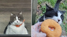 Gato regordete es el primero en la cola de una tienda de donuts, ¡no ha faltado ni un solo día!