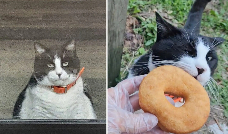 Gato regordete es el primero en la cola de una tienda de donuts, ¡no ha faltado ni un solo día!