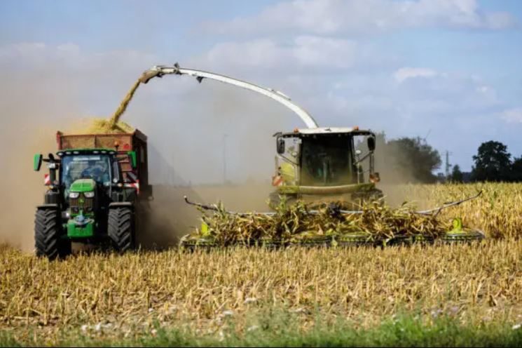 Maquinaria agrícola que se utiliza para cosechar plantas de maíz cerca de Jessen, Alemania, el 24 de agosto de 2022. (Jens Schlueter/Getty Images)