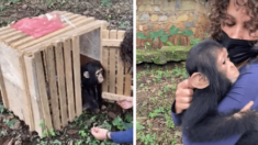 Chimpancé huérfano salta a los brazos de su rescatista y se acurruca como si fuera su mamá: Video