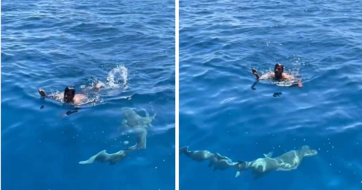 Arriesgada hazaña: Desafió decenas de tiburones para salvar a un pájaro que cayó al mar
