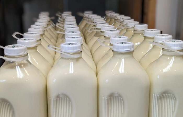 Ventas de leche cruda se disparan a pesar del riesgo de gripe aviar dicen ganaderos