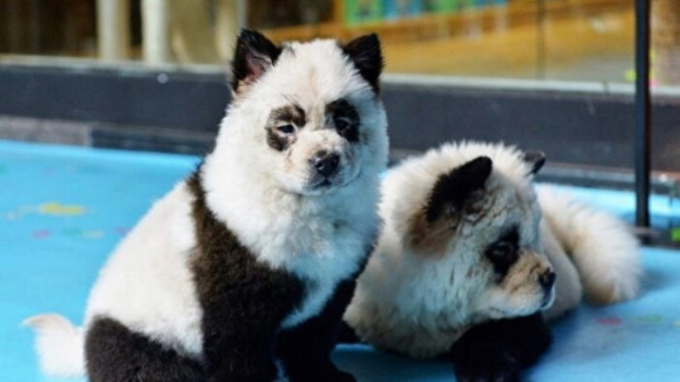 Zoológico chino criticado por teñir perros para asemejarlos a pandas