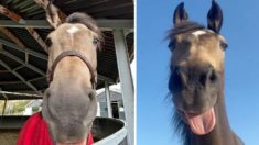 Caballo bobalicón saca la lengua cuando quiere jugar: ¡sus payasadas son dignas de ver! VIDEO