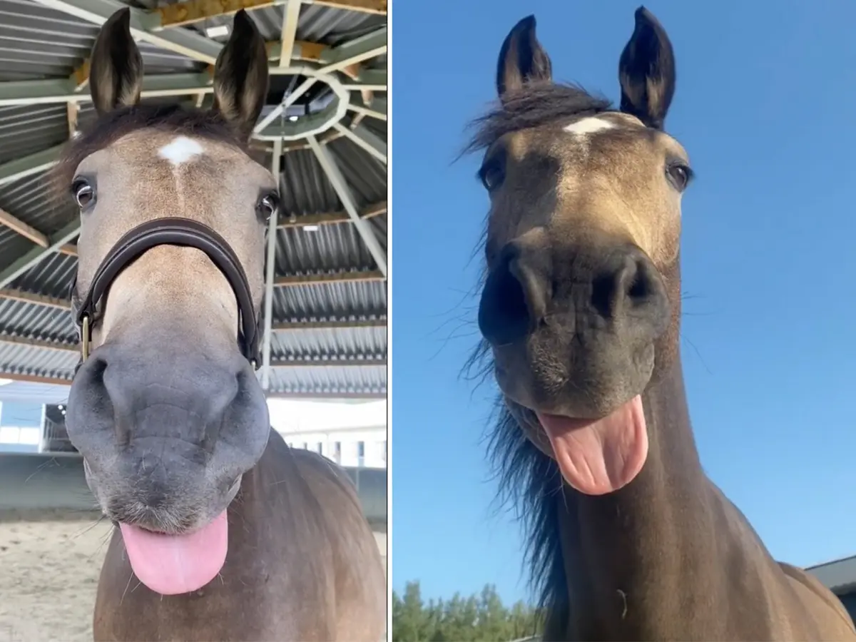 Prince suele sacar la lengua cuando quiere jugar. (Cortesía de @nrps.prince)