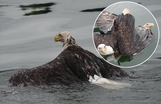 Pareja de jubilados salva a dos águilas calvas de una impactante «espiral de la muerte»