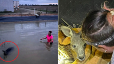 Heroica mujer se mete al agua helada para rescatar a canguro a punto de morir ahogado